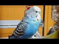 9 hours of budgie sounds for lonely birds