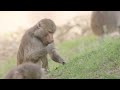 Zoom with Baboons | San Diego Zoo