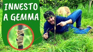 INNESTO a GEMMA VEGETANTE: come e quando innestare