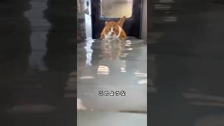 太りすぎた猫のダイエット方法