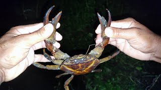 Big Kekada Big Crabs Kese Pakde...... Aasan Tarika Karchela,Crab, Kekada,