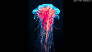 Osmosis - Noodleguy