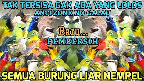 MP3 PEMBERSIH BURUNG KECIL! SUARA PIKAT SEMUA BURUNG KECIL ANTI ZONK
