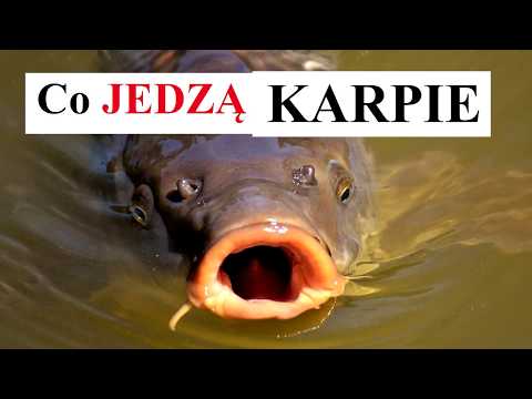 Wideo: Co Je Karp