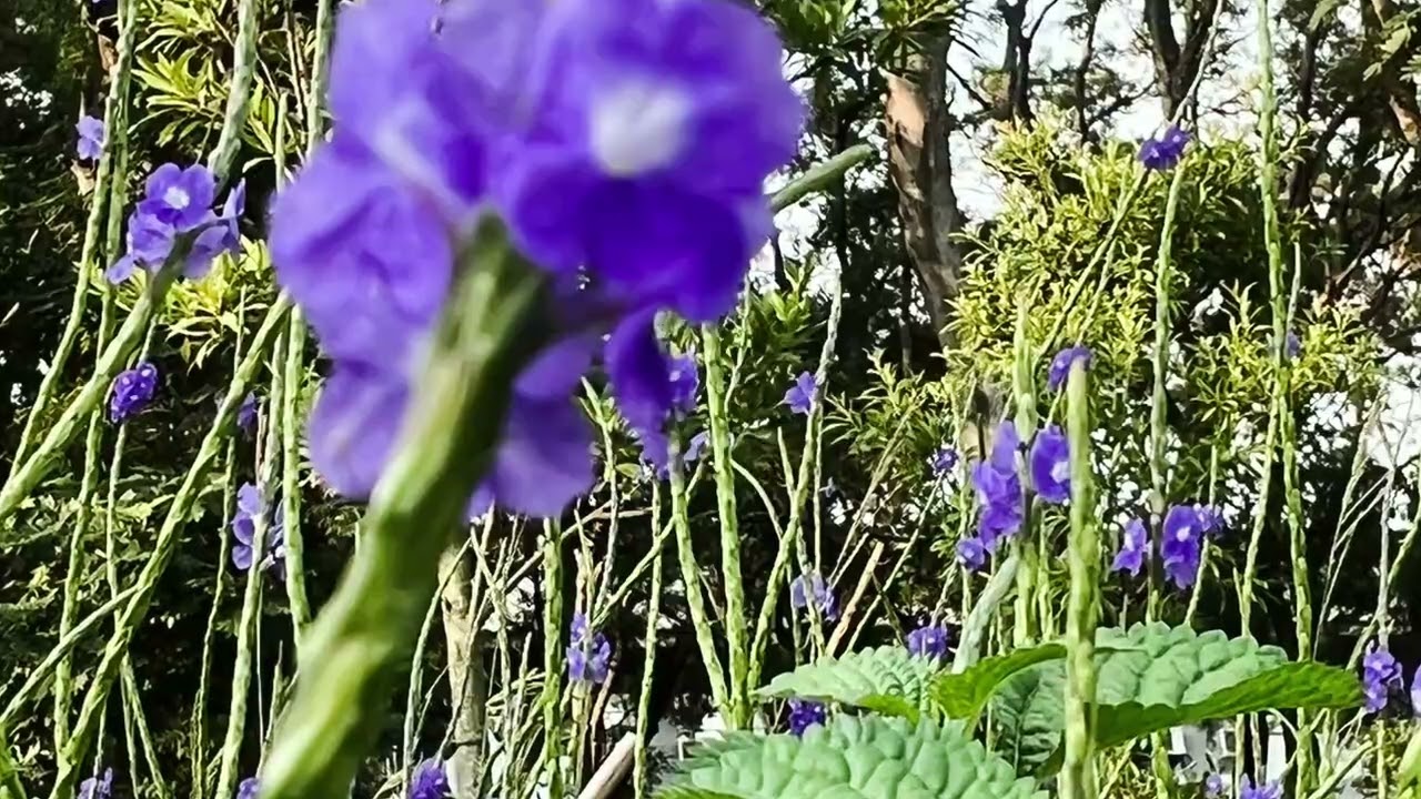 記錄美好 遇見 紫花長穗木 學名 Stachytarpheta Jemaciensis 在台中東海大學 大蔚阿昌 David Liao 認識植物好好玩 Youtube 記錄美好 遇見 紫花長穗木 學名 Stachytarpheta Jemaciensis 在台中東海大學 大蔚阿昌 David Liao 認識植物好好玩 Youtube