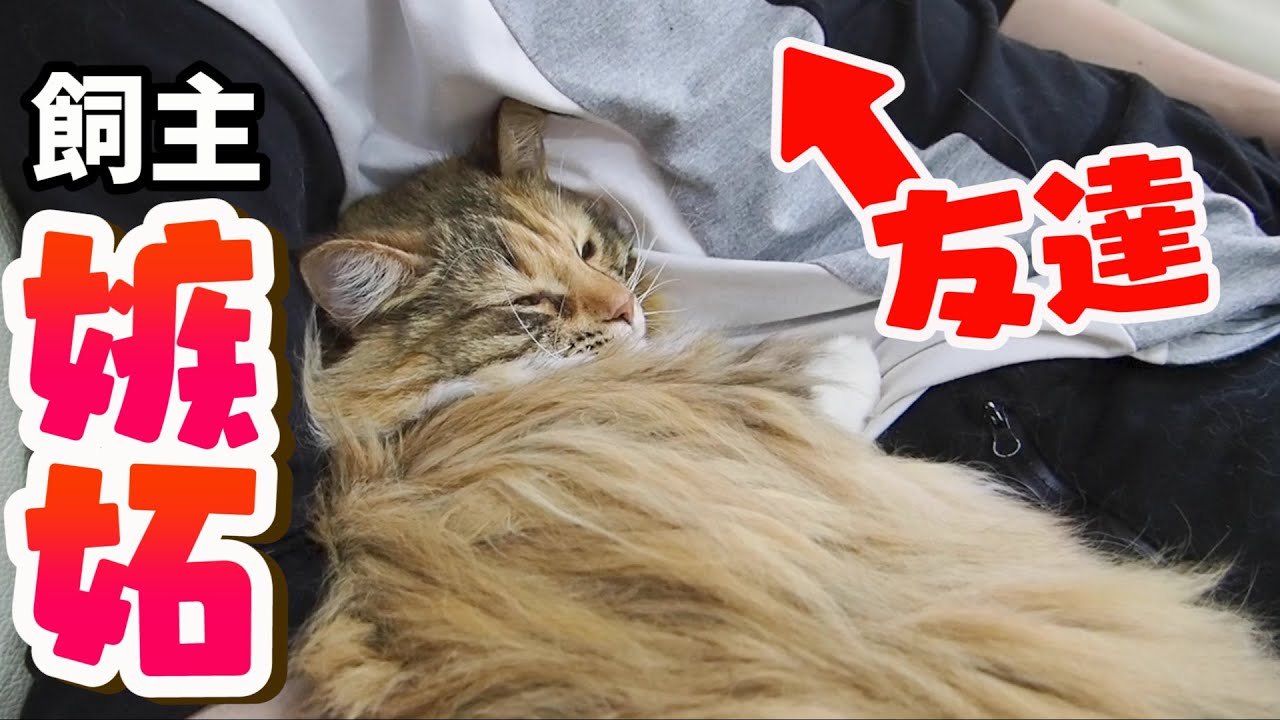 友達にべったり引っ付いて飼主を誘惑してくる猫 Youtube