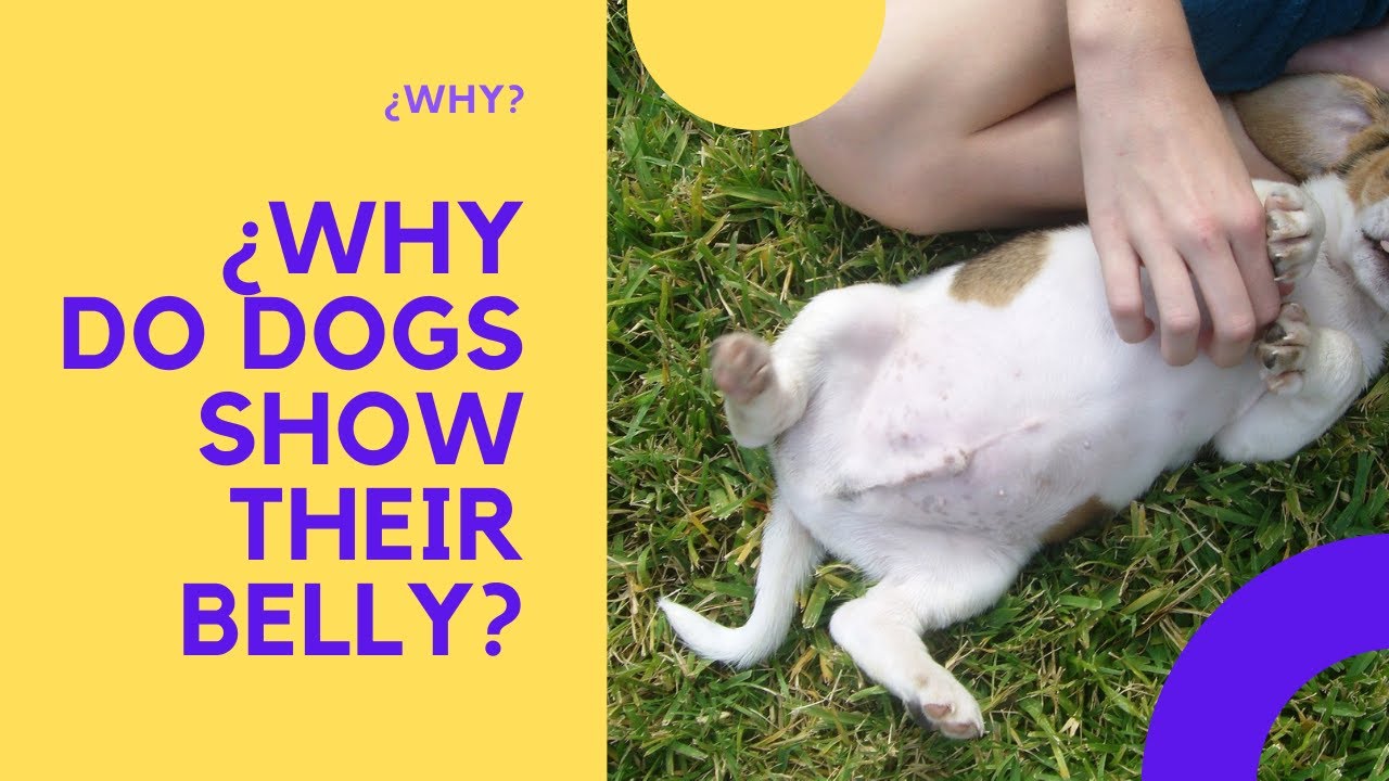 ¿WHY DO DOGS SHOW THEIR BELLY? YouTube