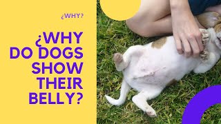 Why Do Dogs Show Their Belly?