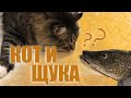 Реакция Сибирского кота  на щуку.Рыбалка в Канаде.