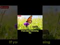 Caterpillar to Butterfly: Stunning Metamorphosis You Must See