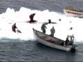 Canadian Seal Hunt 2008