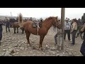 ОЗГОН МАЛ БАЗАРДА жылкы колдон колго сатылып баасы которулду 🏇🏇🏇09/09/2019