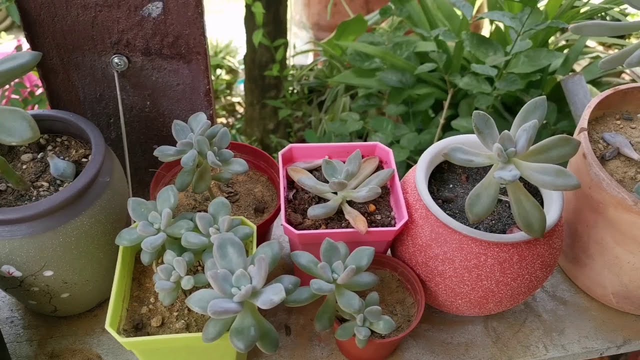 马来西亚多肉植物之小小鲜肉 Youtube