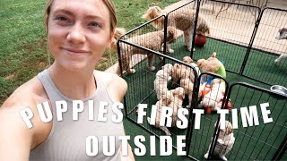 GOLDENDOODLE BREEDER VLOG | PUPPIES FIRST TIME OUTSIDE & A PUPPY UPDATE