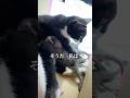 本能ってすごいんだね #shorts