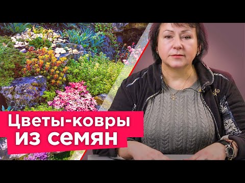 ХОТИТЕ КОВЕР ИЗ ЦВЕТОВ? Просто посейте эти растения! Растут быстро и не требуют особого ухода!