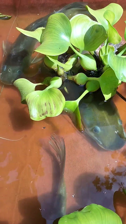 plihara an baru guess #shortvideo #mancing #viralvideo #ikanbaungbabon