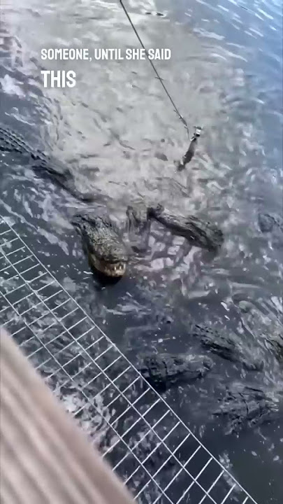 These alligators reacted to a girl calling them big 😂
