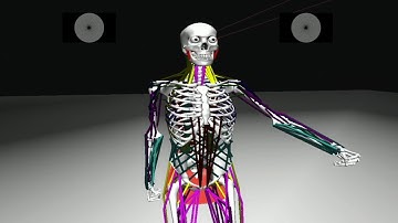 SIGGRAPH 2018: Deep Learning of Biomimetic Sensorimotor Control for Biomechanical Human Animation