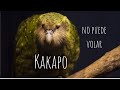 EL LORO QUE NO PUEDE VOLAR  |  Conoce al Kakapo - WildGrass