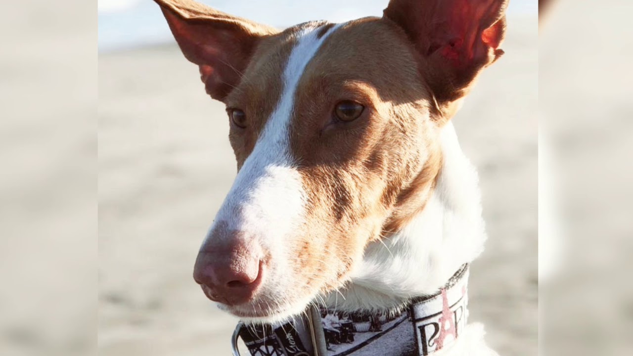 camera iphone 8 plus apk OLVIDO en ADOPCION. 20.01.19