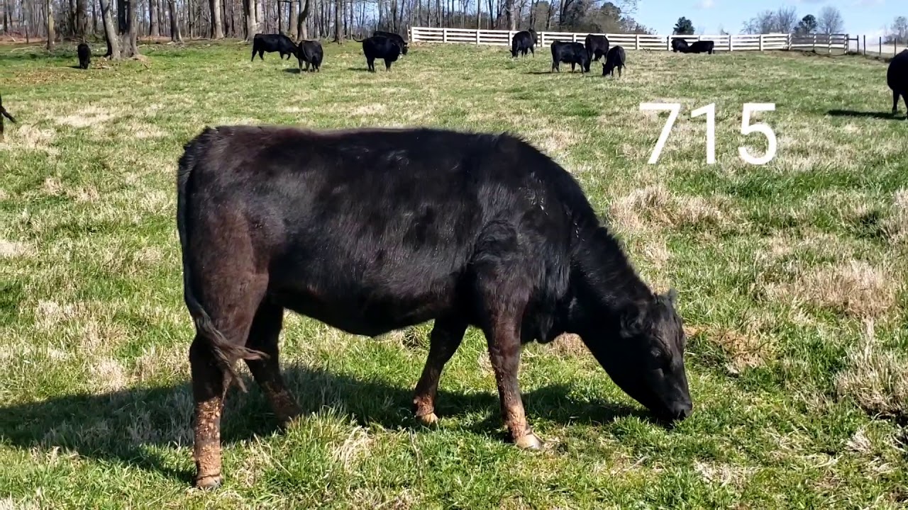 Commercial angus heifer 715 SOLD YouTube