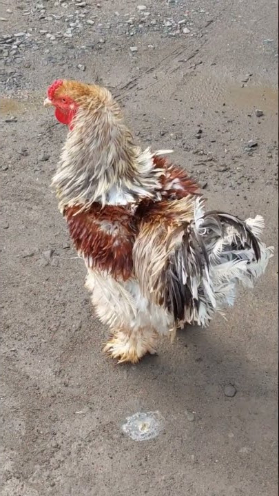 Ayam hias, ayam brahma.. harga nya 700ribu sepasang🙈💯% mahal