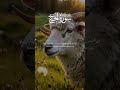 یہ سورۃ ایمان، تقویٰ،حج کی روح، قربانی کے فلسفہ، اور اللہ کے راستے میں قربانی دینے کی تعلیم دیتی ہے۔