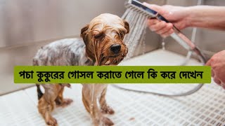 পচা কুকুরে গোসল করাতে গিয়ে আমার কি হাল হলো #cat #catlover #dog