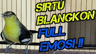 SIRTU / CIPOH BLANGKON GACOR❗segera putar jika sirtumu tidak emosi saat di pancing sirtu LOKAL