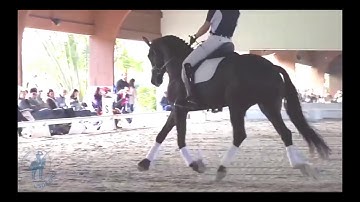 Canter to Trot Transition Work