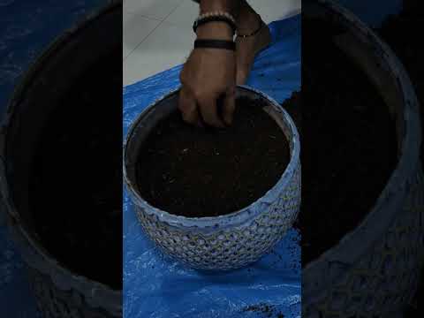 Let’s grow pothos