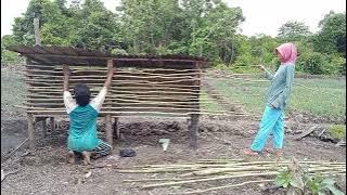 PAK WANI PERBAIKI KANDANG AYAM, KESIBUKAN KELUARGA WANI RANTAU BERTANI DAN BETERNAK DI LAHAN RANTAU