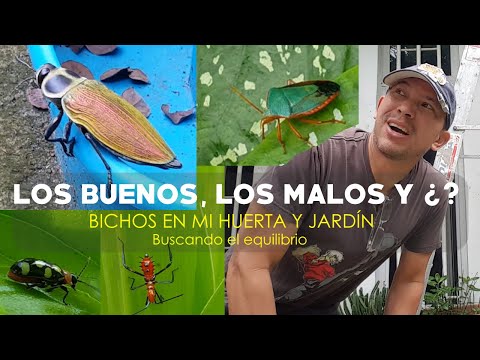 Video: Insectos De Jardín (14 Fotos): Medios De Lucha. ¿Que Comen? ¿Cómo Distinguir Entre útil Y Dañino? 