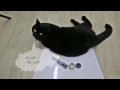 Мистер Плюш и посылка - Mr. Plush and parcel - Британский черный кот