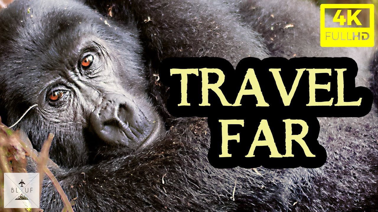 One of the Top Travel Destinations of 2021: Gorilla Trekking Uganda