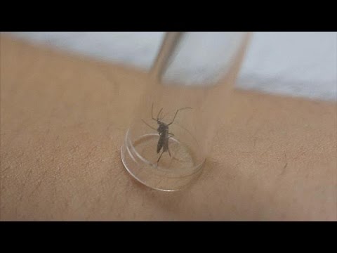 Zika virüsü hakkında bilmeniz gerekenler - science