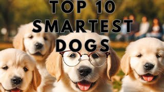 Top 10 SMARTEST Dog Breeds ❤ #dogfacts #dogs