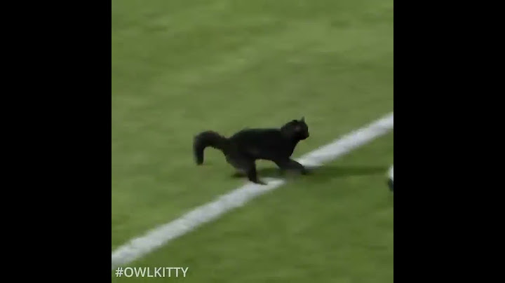 Black cat scores a goal!!