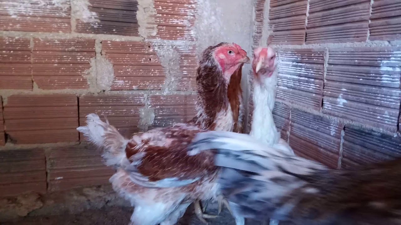 MOSTRANDO TODA MINHA CRIAÇÃO DE ÍNDIO GIGANTE | Criatório Moreira galinha estufada