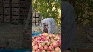 Siirt Pervari Narsuyu Köyü