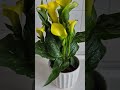 CALLA LILY #GOLDEN BEAUTY #STUNNING
