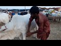 Sohrab goth Cow Mandi rates beautiful color bachiya 23-Jul-2019