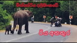 Elephants crossing the road in minneriya # Sri Lanka