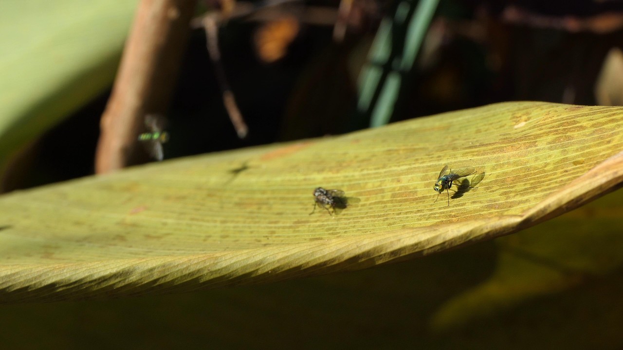 Flies chase each other on Thalia leaves
