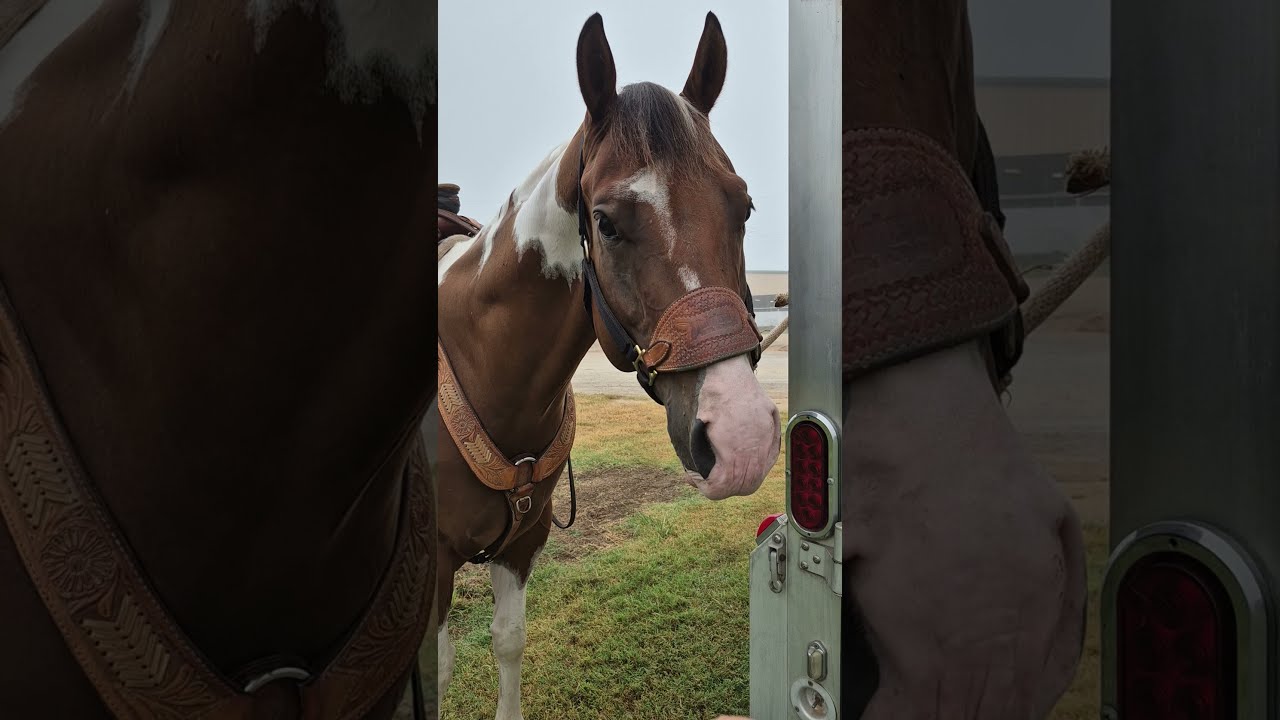 Lot 3 Sells 8 2 Bowie Livestock Catalog Sale Horse Horses