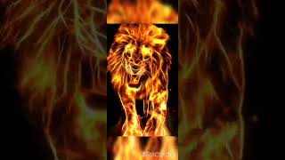 дикая львица лев стал огненным