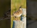 Bird Sounds The Skylark S Intense Song Shorts 