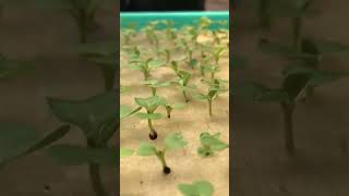 Proses Semai Tanaman Hidroponik