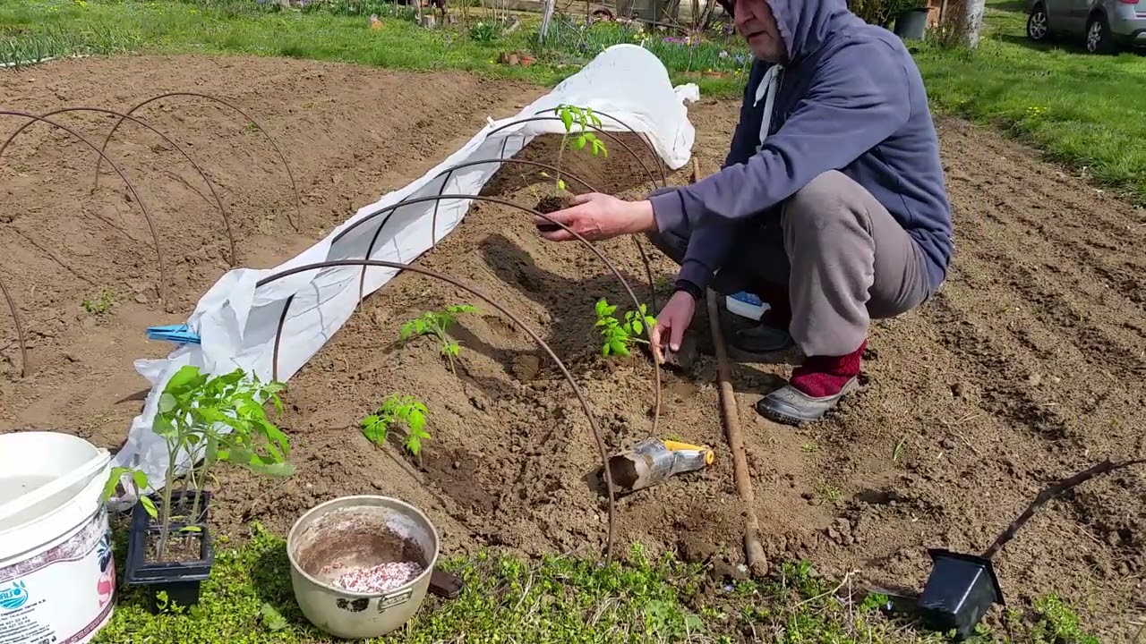 Разсаждане на Домати и Краставици на открито, под тунел от Агрил